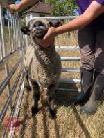 1 YO COLOURED RYELAND SHEARLING EWE - 4