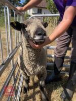 1 YO COLOURED RYELAND SHEARLING EWE - 5