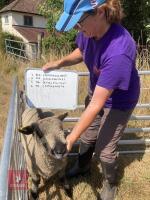 1 YO COLOURED RYELAND SHEARLING EWE - 6