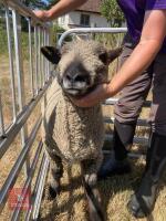 1 YO COLOURED RYELAND SHEARLING EWE - 8