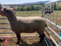 1 YO COLOURED RYELAND SHEARLING EWE