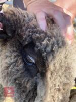 1 YO COLOURED RYELAND SHEARLING EWE - 2