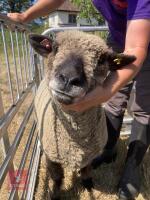 1 YO COLOURED RYELAND SHEARLING EWE - 3