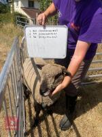 1 YO COLOURED RYELAND SHEARLING EWE - 4