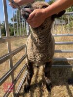 1 YO COLOURED RYELAND SHEARLING EWE - 5