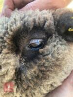 1 YO COLOURED RYELAND SHEARLING EWE - 6