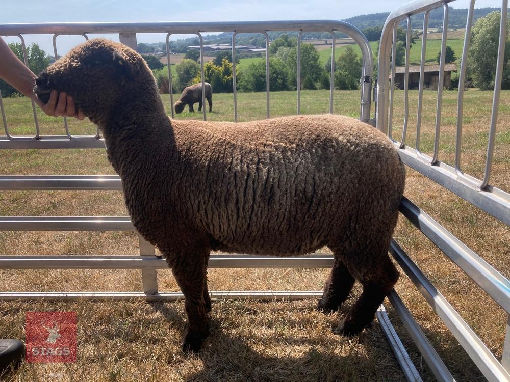 1 YO COLOURED RYELAND SHEARLING EWE