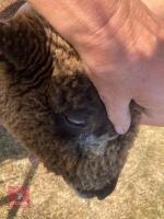 1 YO COLOURED RYELAND SHEARLING EWE - 2