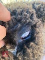 1 YO COLOURED RYELAND SHEARLING EWE - 3