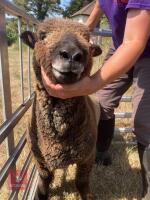 1 YO COLOURED RYELAND SHEARLING EWE - 4