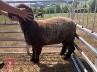 1 YO COLOURED RYELAND SHEARLING EWE - 5