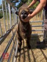 1 YO COLOURED RYELAND SHEARLING EWE - 6