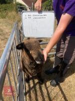 1 YO COLOURED RYELAND SHEARLING EWE - 7