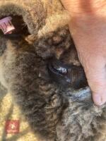 1 YO COLOURED RYELAND SHEARLING EWE - 2