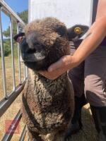 1 YO COLOURED RYELAND SHEARLING EWE - 3