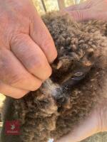 1 YO COLOURED RYELAND SHEARLING EWE - 4