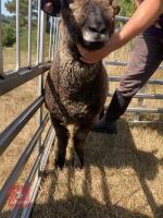 1 YO COLOURED RYELAND SHEARLING EWE - 6