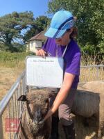 1 YO COLOURED RYELAND SHEARLING EWE - 7