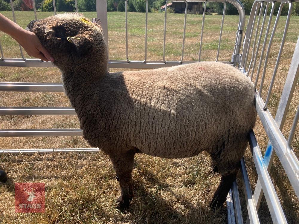 1 YO COLOURED RYELAND SHEARLING EWE