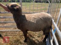 1 YO COLOURED RYELAND SHEARLING EWE