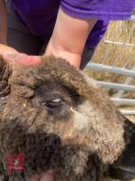 1 YO COLOURED RYELAND SHEARLING EWE - 3