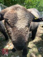 1 YO COLOURED RYELAND SHEARLING EWE - 4
