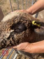 1 YO COLOURED RYELAND SHEARLING EWE - 5