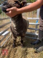 1 YO COLOURED RYELAND SHEARLING EWE - 7