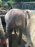 1 YO COLOURED RYELAND SHEARLING EWE - 8