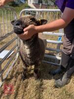 1 YO COLOURED RYELAND SHEARLING EWE - 10