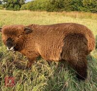 5MO COLOURED RYELAND EWE LAMB