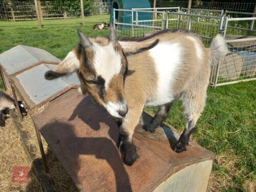 CASTRATED MALE PEDIGREE PYGMY GOAT