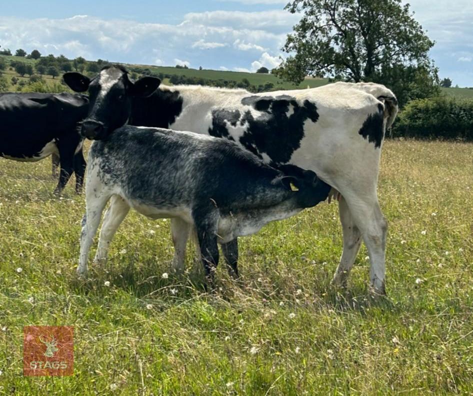 3YO BRITISH BLUE COW & CALF AT FOOT BIDS FOR THE GROUP