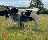 3YO BRITISH BLUE COW & CALF AT FOOT BIDS FOR THE GROUP