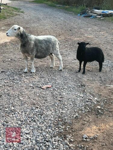HERDWICK 6T EWE & EWE LAMB AT FOOT BIDS PER GROUP