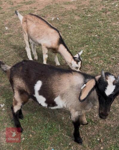 2 TOGGENBURG X WETHER GOATS BIDS PER LIFE