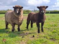 6MO PEDIGREE COLOURED RYELAND RAM LAMB - 10