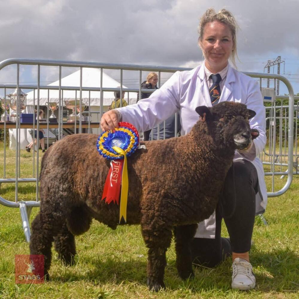 6MO PEDIGREE COLOURED RYELAND RAM LAMB