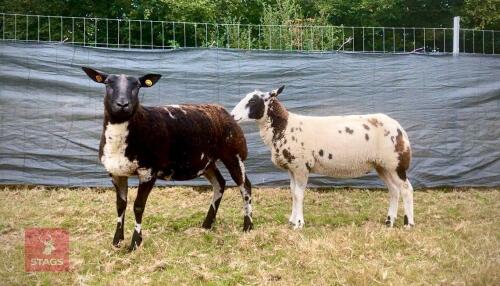 2 PEDIGREE DUTCH SPOTTED SHEARLING EWES BIDS PER LIFE