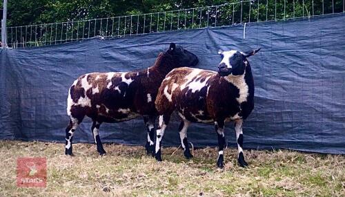 2 PEDIGREE DUTCH SPOTTED EWES BIDS PER LIFE