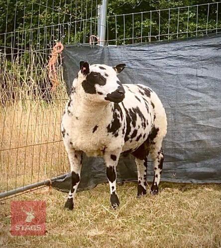 PEDIGREE DUTCH SPOTTED SHEARLING RAM