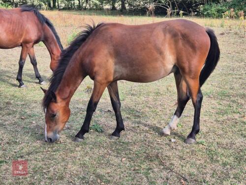 2YO GELDING