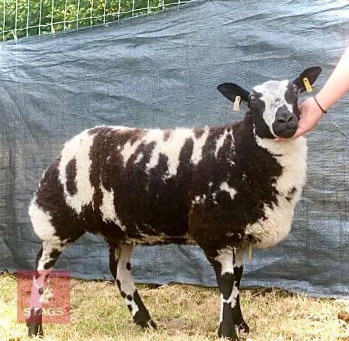 PEDIGREE DUTCH SPOTTED EWE LAMB