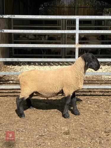 PURE SUFFOLK SHEARLING RAM