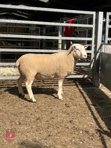 PUREBRED BERRICHON SHEARLING RAM