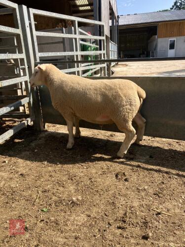 PUREBRED BERRICHON SHEARLING RAM