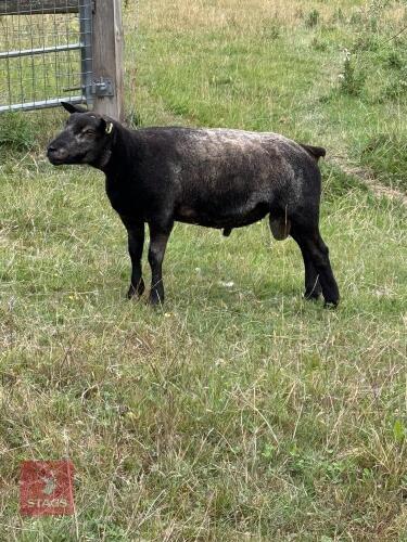 PUREBRED BLUE TEXEL RAM