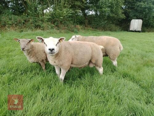 PEDIGREE TEXEL SHEARLING RAM