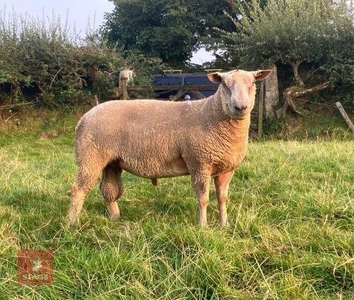 1YO PUREBRED CHAROLLAIS SHEARLING RAM