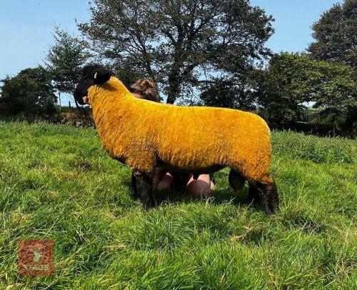 PEDIGREE SUFFOLK RAM LAMB